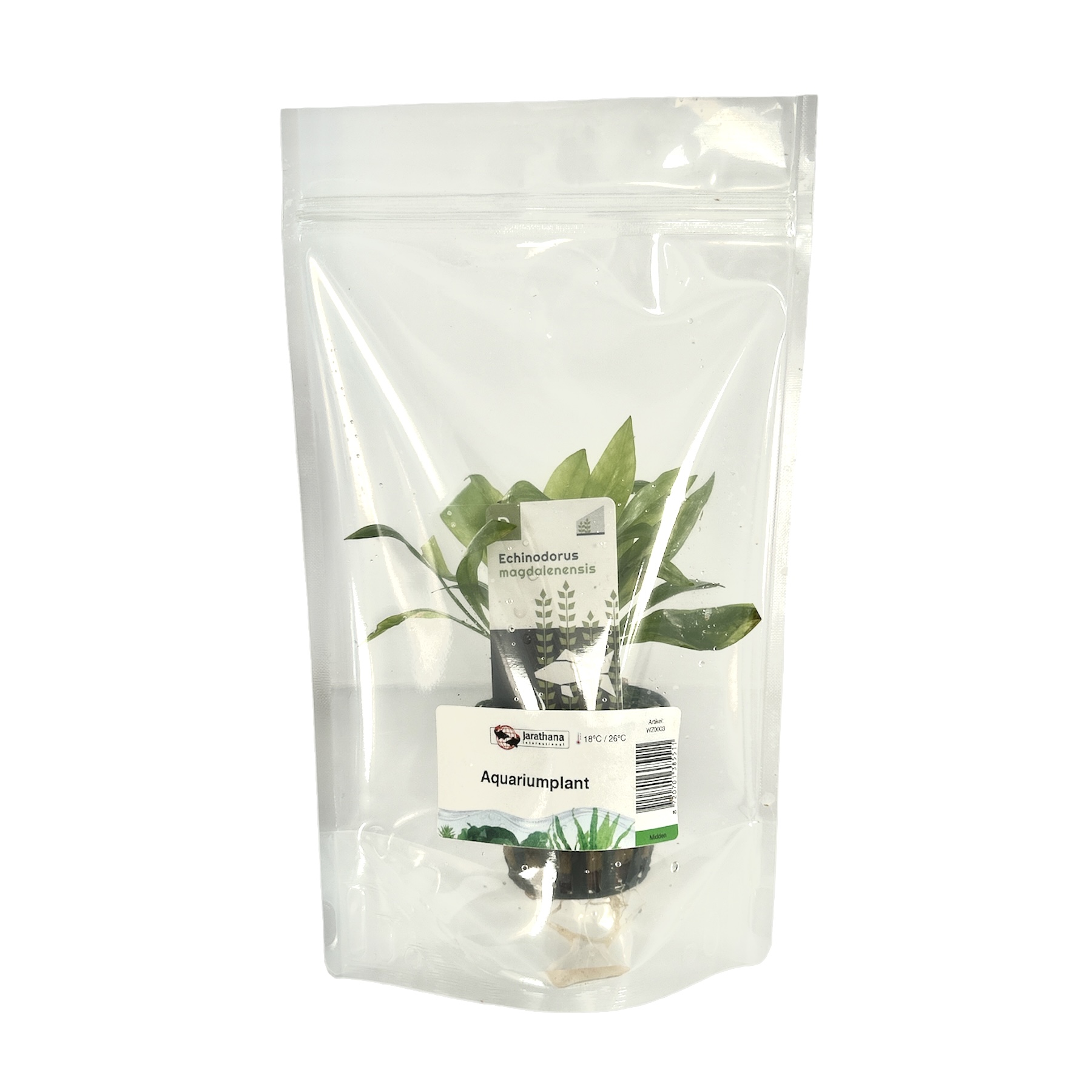 Echinodorus magdalenensis in stazak