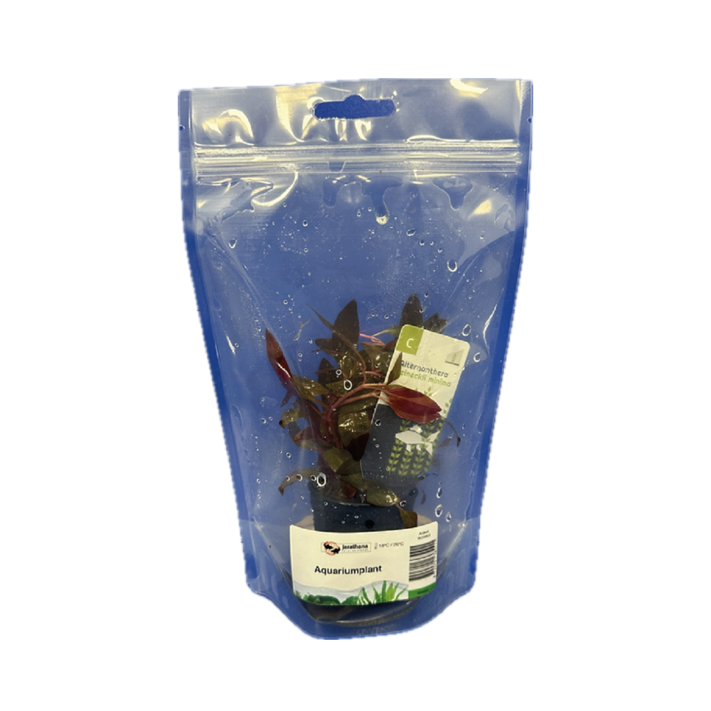 Alternanthera reineckii mini in stazak