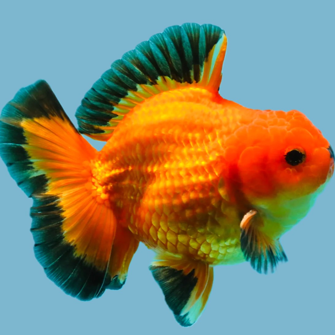 Oranda leeuwenkop.Apache 6-7  cm.