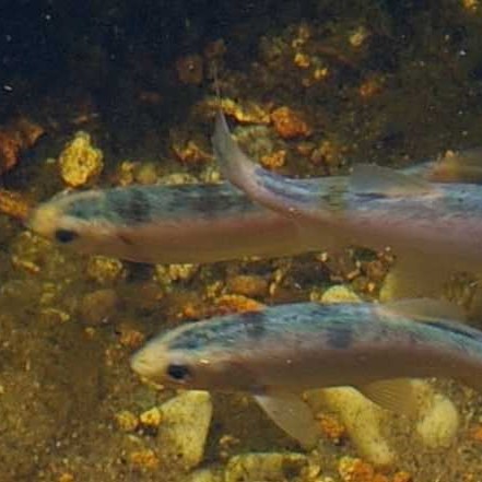 Leuciscus idus   Blauwe winde 8-10