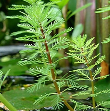 Myriophyllum brasilliensis in pot @