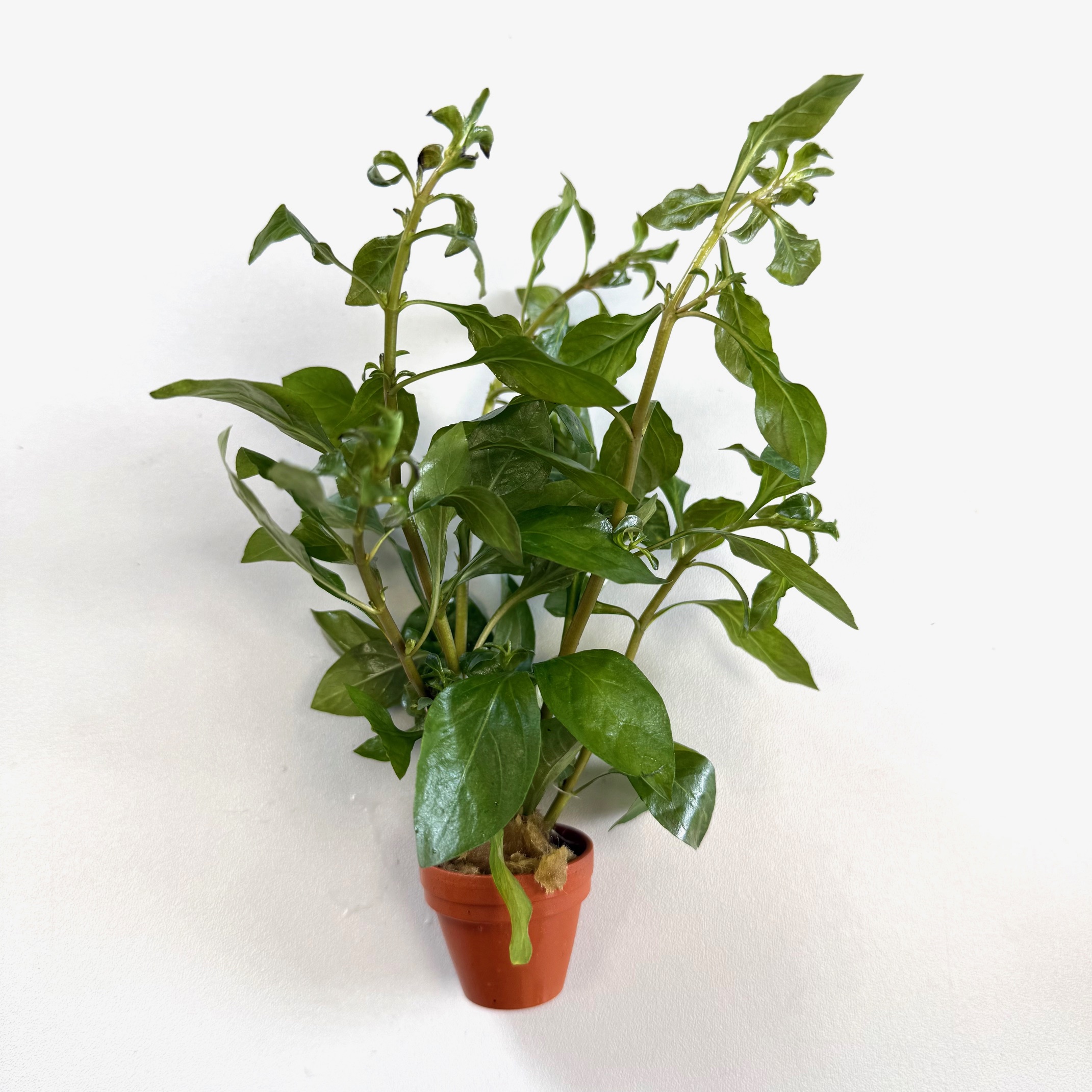 Ludwigia glandulos in terra cotta pot