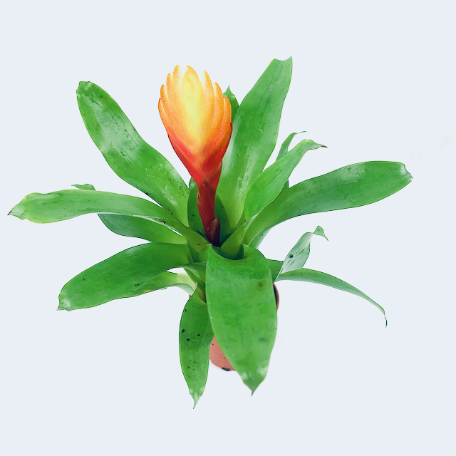 Guzmania ( Bromelia) in pot