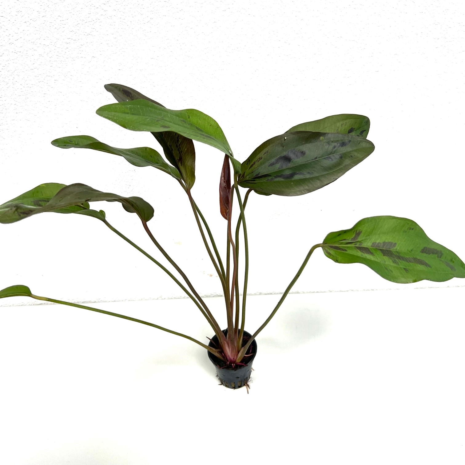 Echinodorus felix in pot