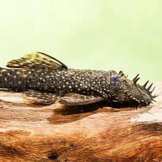 Ancistrus xenocara dolichopterus