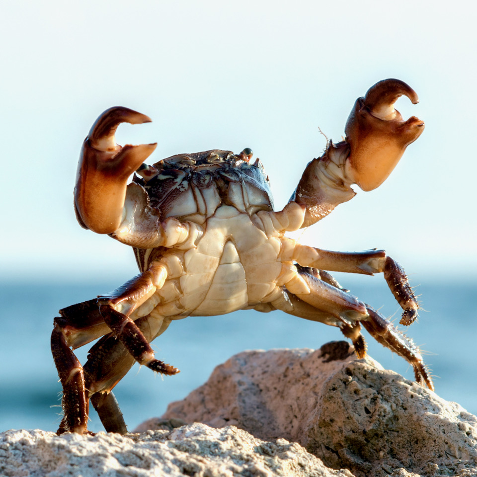 Crabes et langoustes